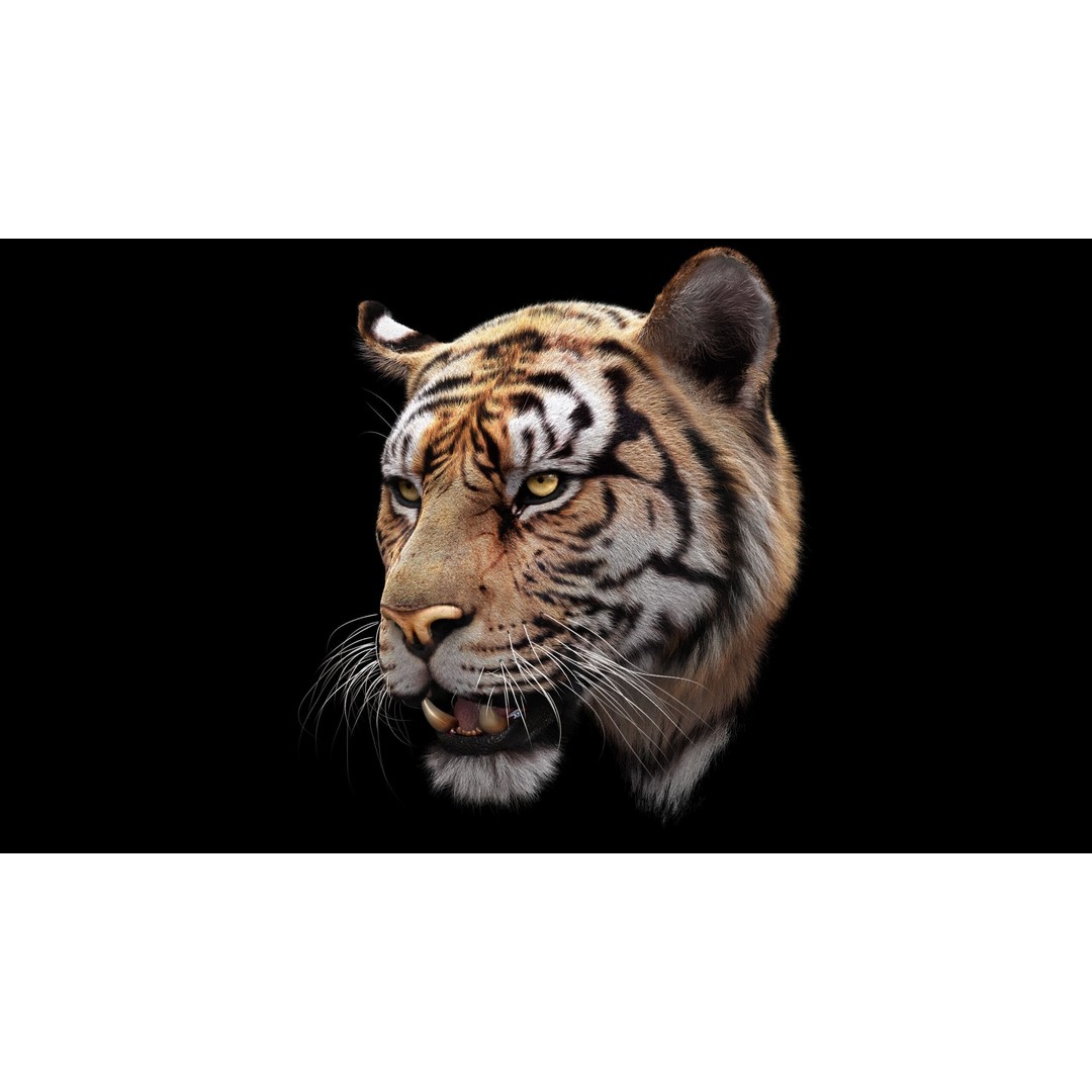 Bengal Tiger 3D Model – High Poly Rigged Character with YETI Grooming - View 6