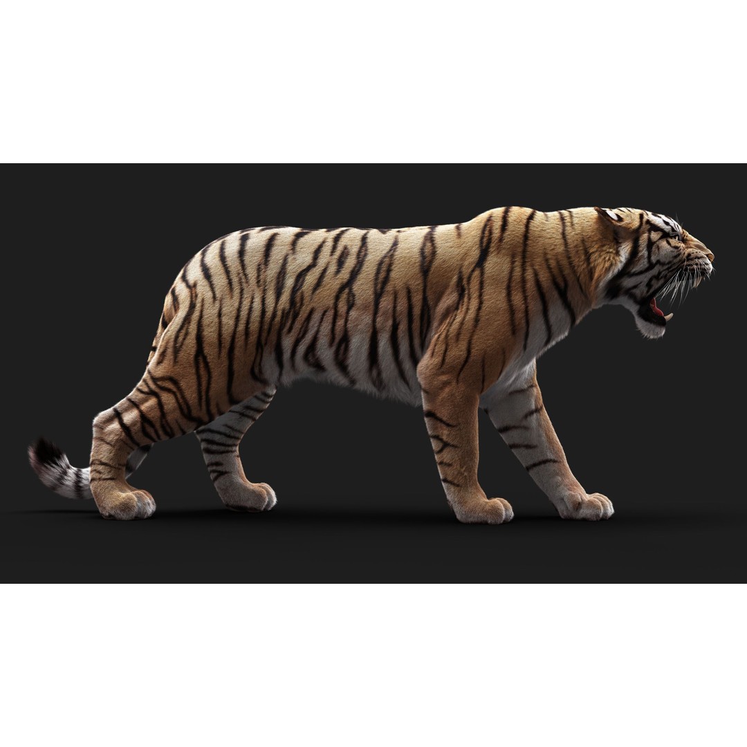 Bengal Tiger 3D Model – High Poly Rigged Character with YETI Grooming - View 9