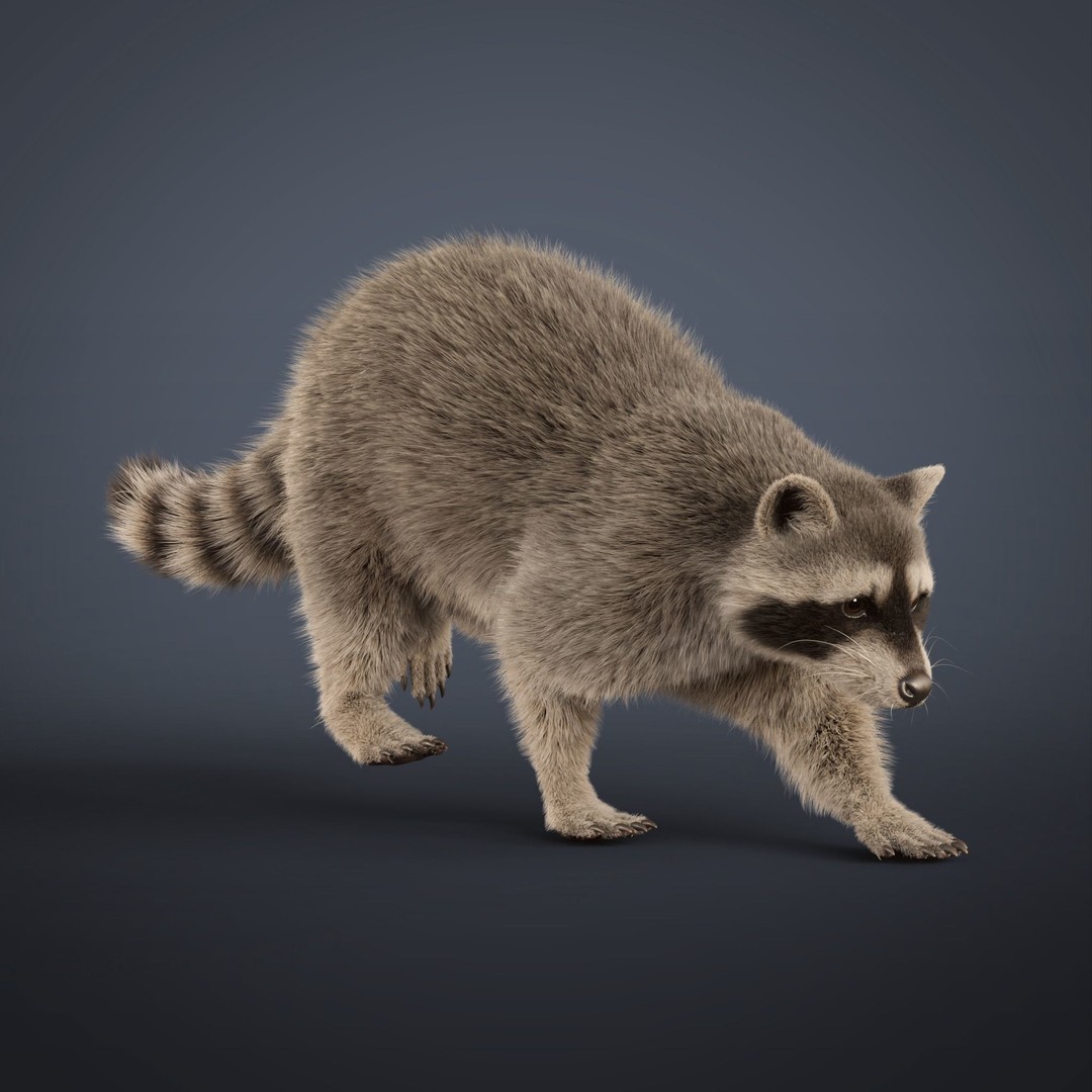 Raccoon 3D Model – Realistic Rigged Animation with PBR Textures - View 10