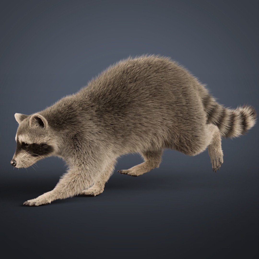 Raccoon 3D Model – Realistic Rigged Animation with PBR Textures - View 11