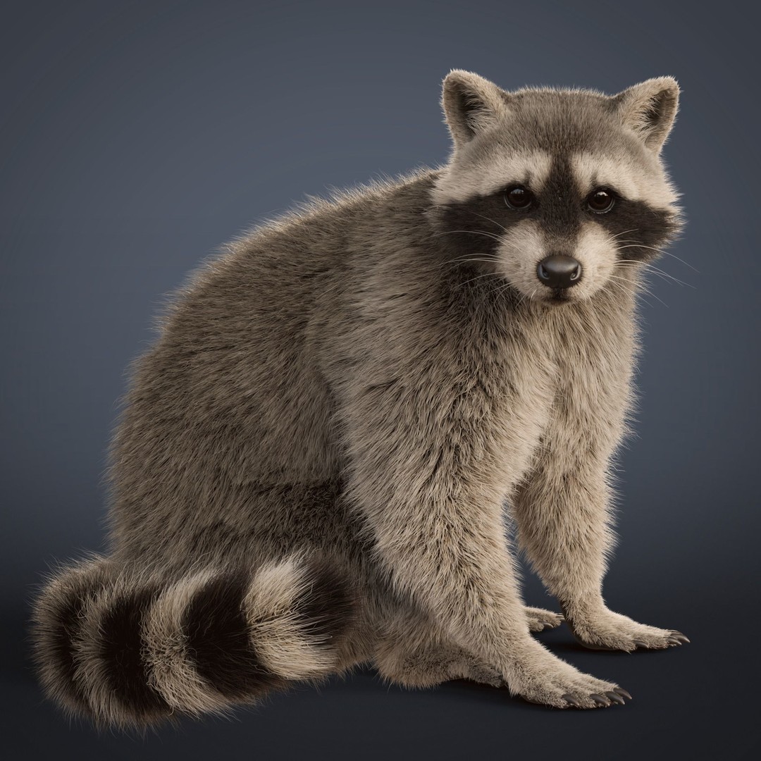 Raccoon 3D Model – Realistic Rigged Animation with PBR Textures - View 12