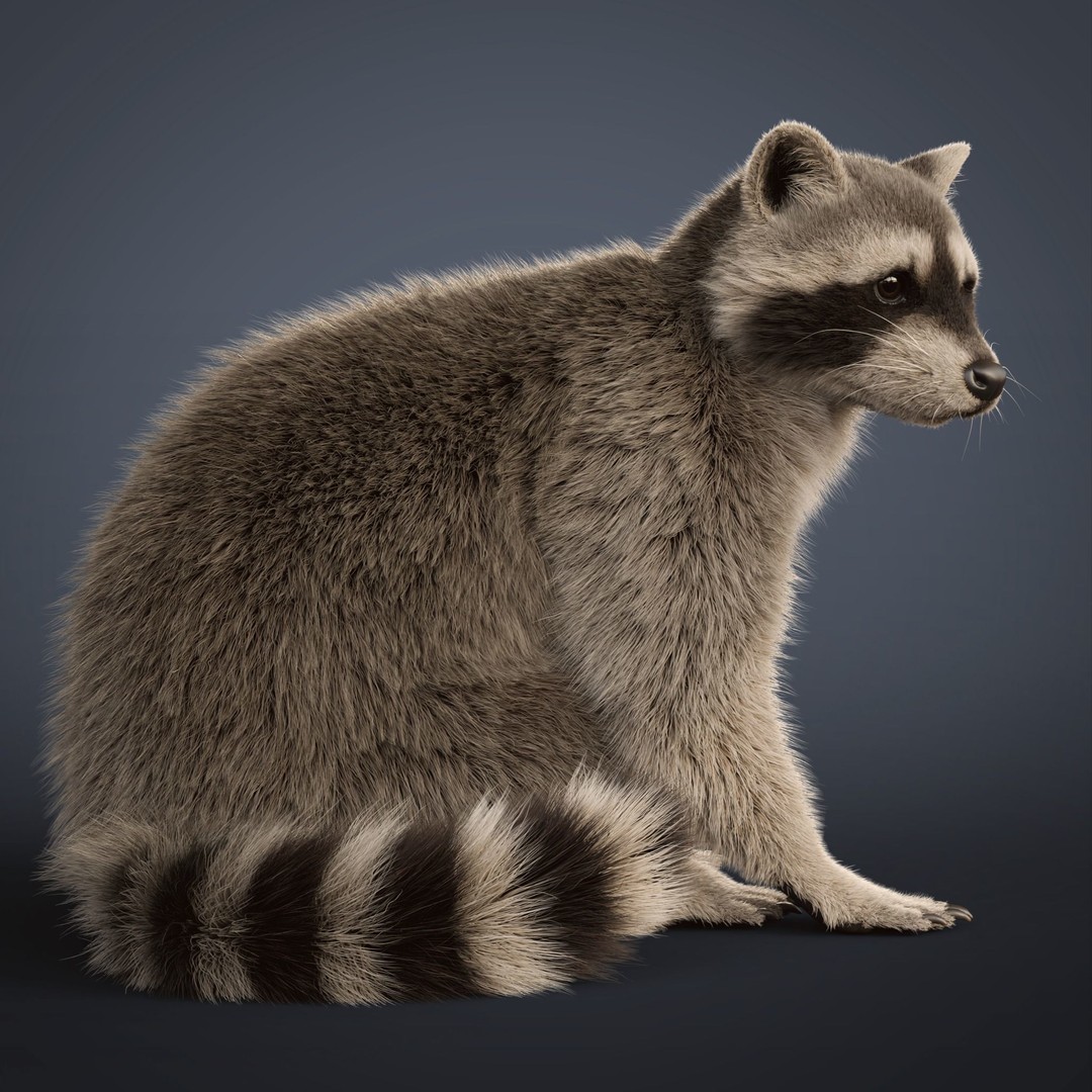 Raccoon 3D Model – Realistic Rigged Animation with PBR Textures - View 13