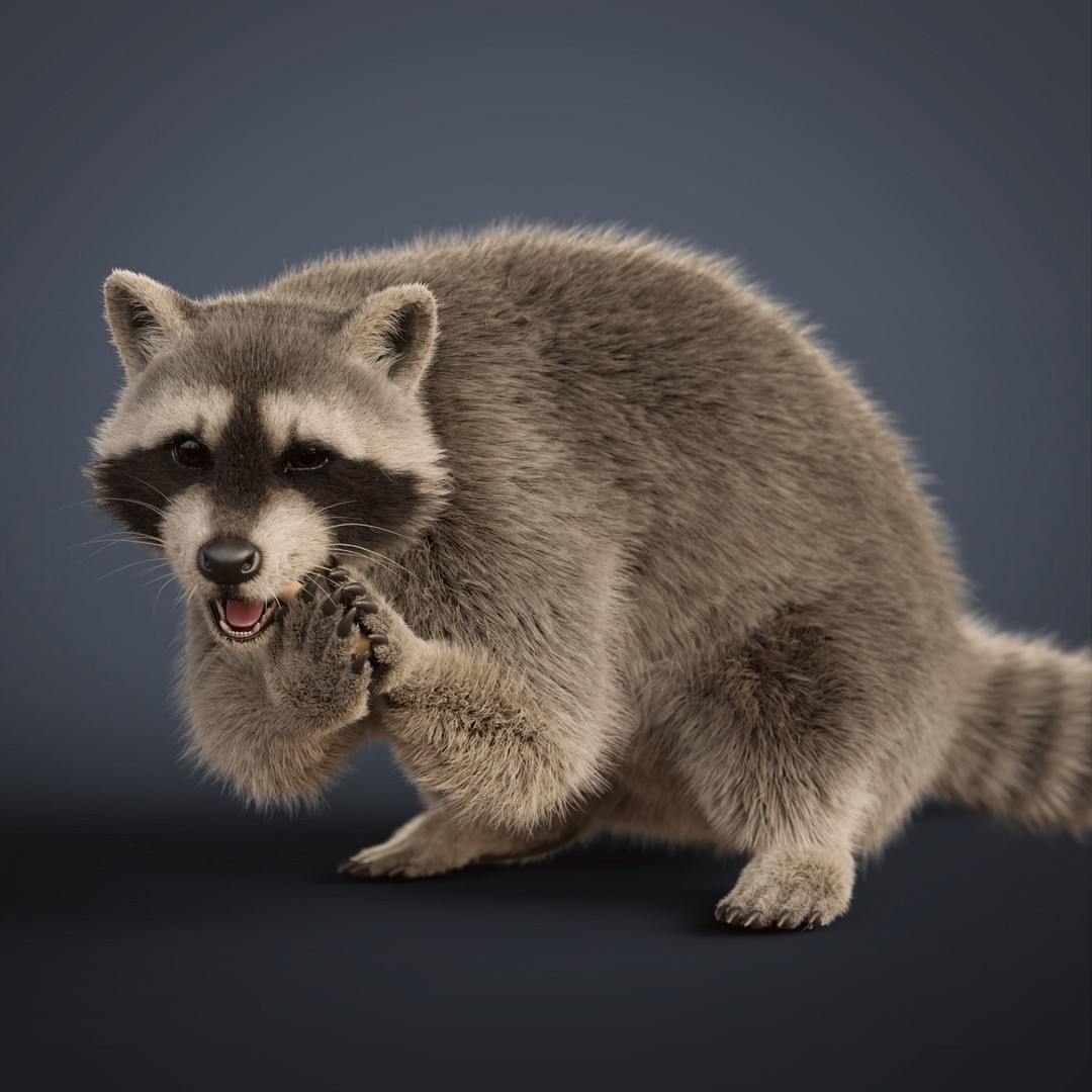 Raccoon 3D Model – Realistic Rigged Animation with PBR Textures - View 14