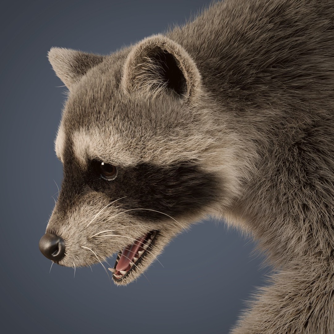 Raccoon 3D Model – Realistic Rigged Animation with PBR Textures - View 16