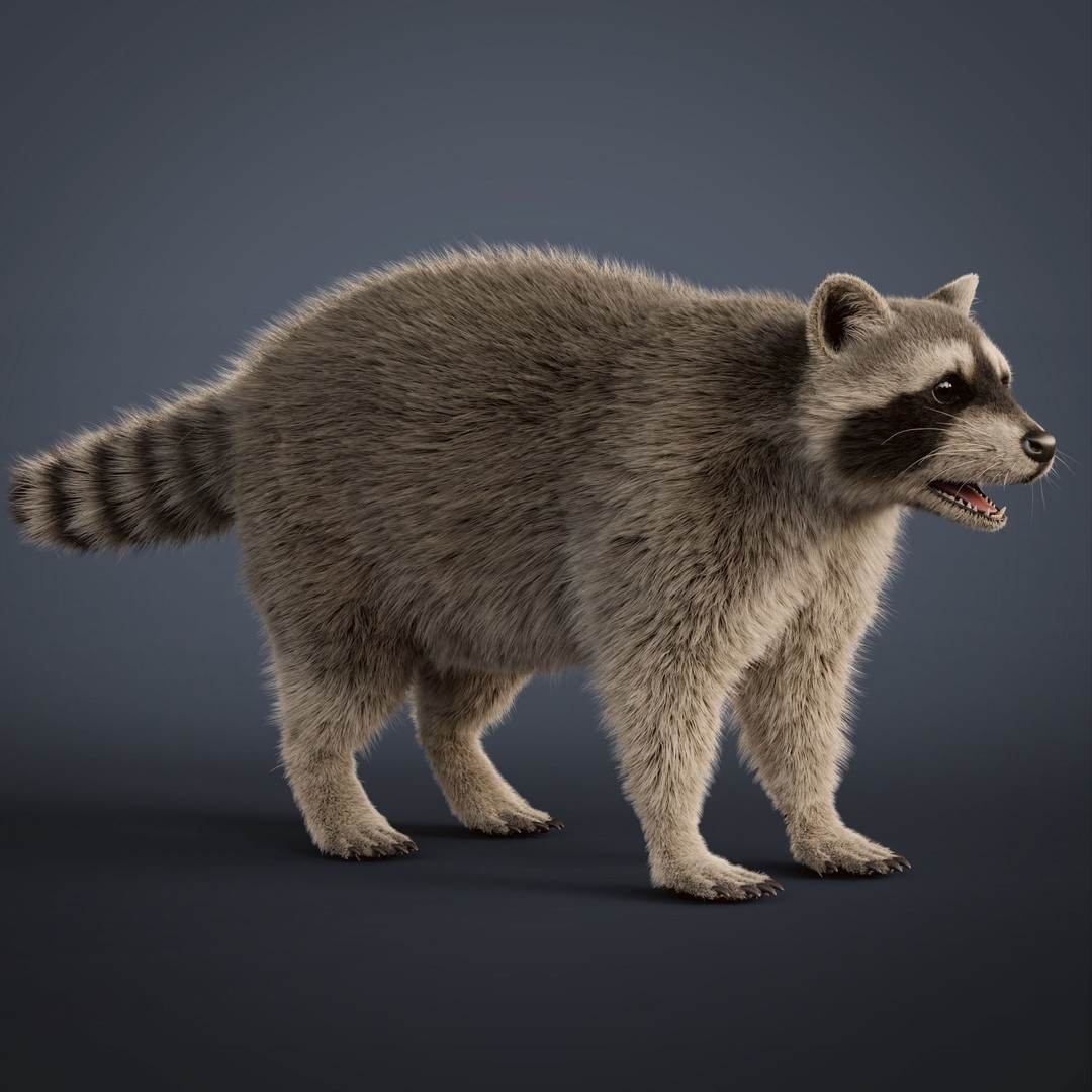 Raccoon 3D Model – Realistic Rigged Animation with PBR Textures - View 17