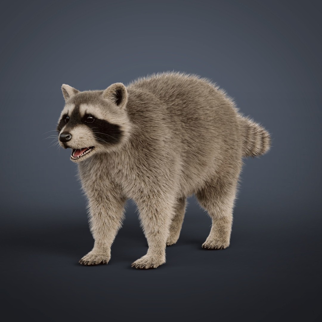 Raccoon 3D Model – Realistic Rigged Animation with PBR Textures - View 18
