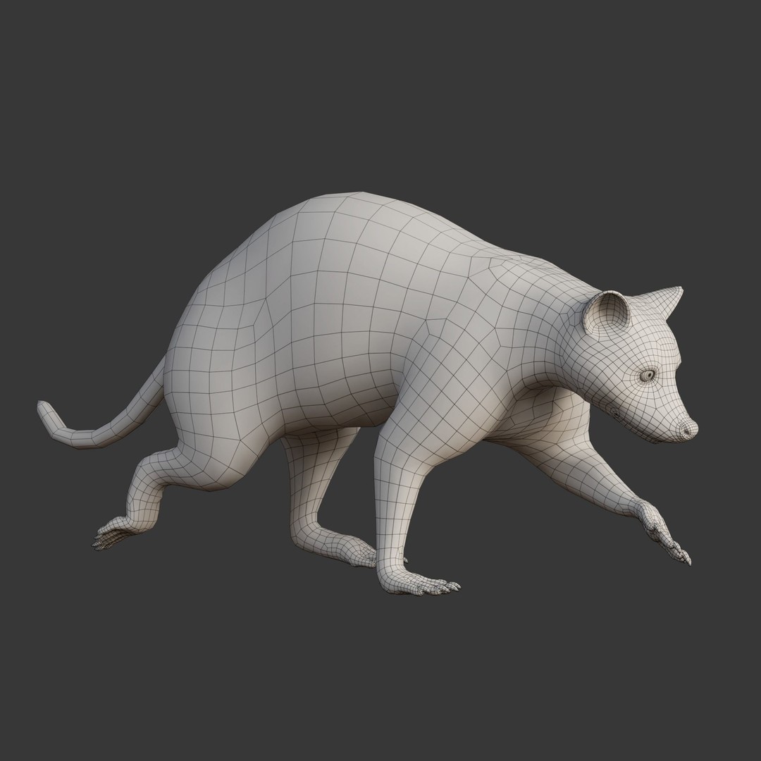 Raccoon 3D Model – Realistic Rigged Animation with PBR Textures - View 21