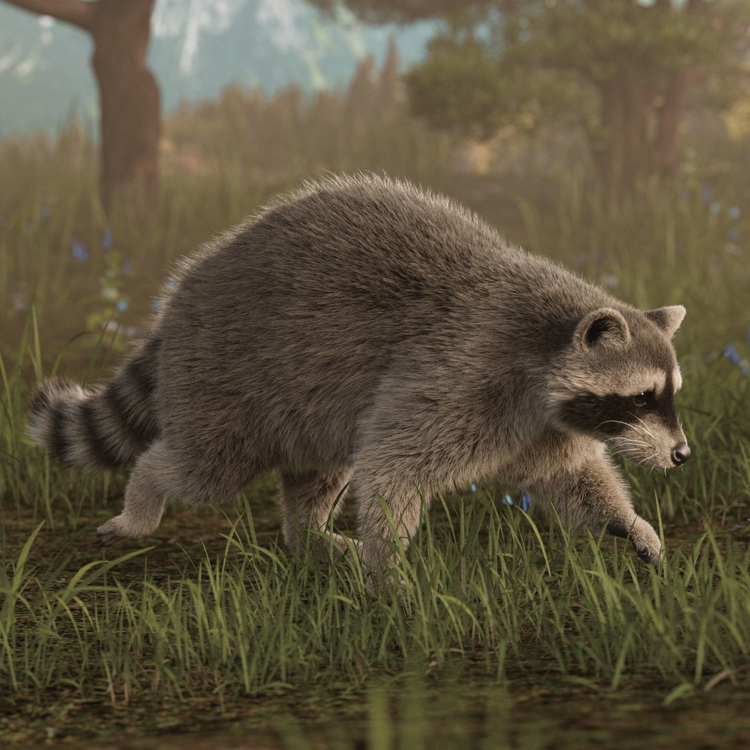 Raccoon 3D Model – Realistic Rigged Animation with PBR Textures - View 6