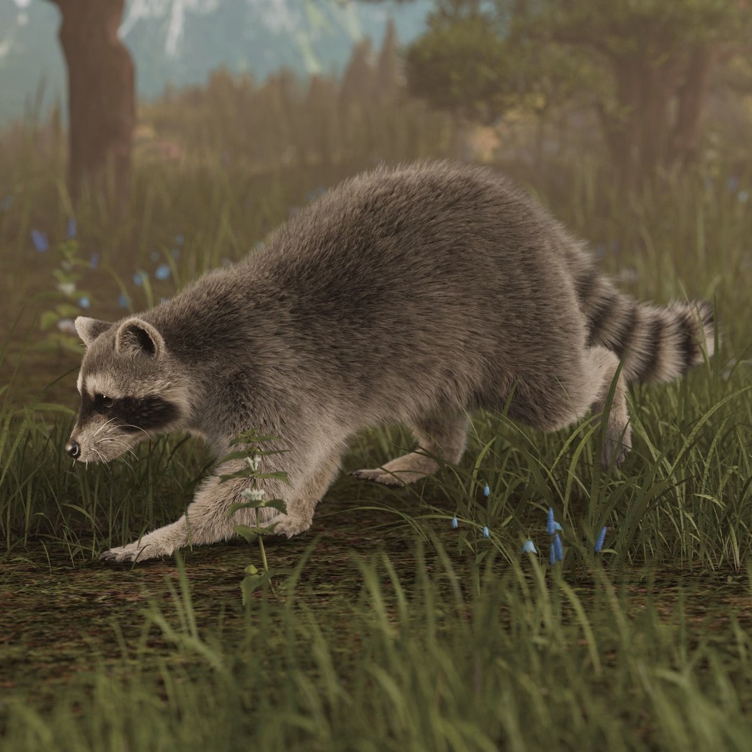 Raccoon 3D Model – Realistic Rigged Animation with PBR Textures - View 7