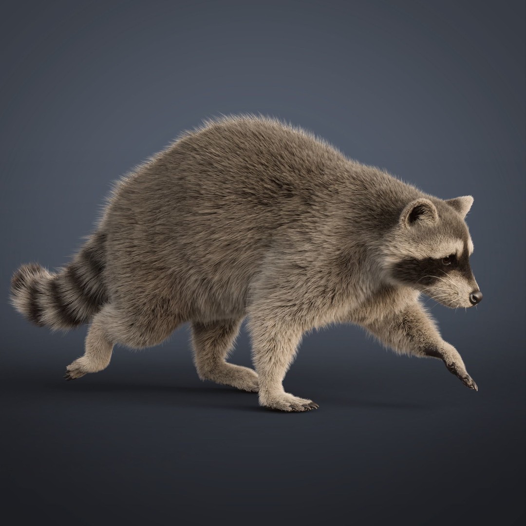 Raccoon 3D Model – Realistic Rigged Animation with PBR Textures - View 8