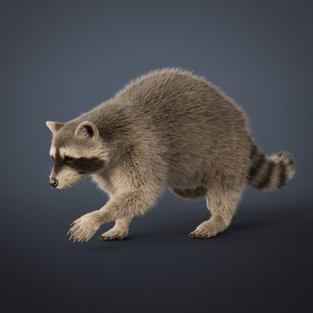 Raccoon 3D Model – Realistic Rigged Animation with PBR Textures - View 9
