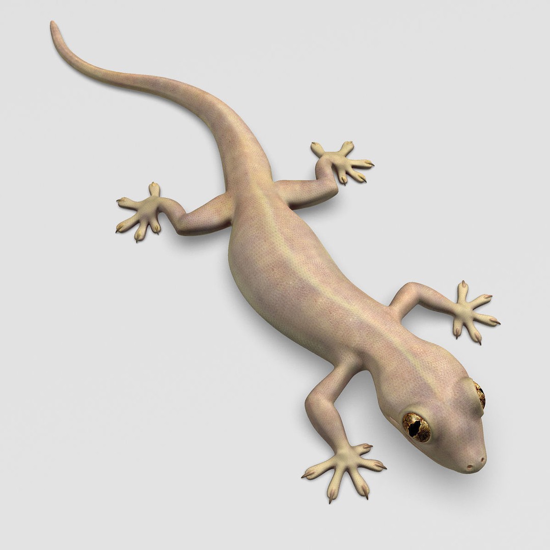 Realistic House Lizard 3D Model – Rigged PBR Asset, FBX - View 10