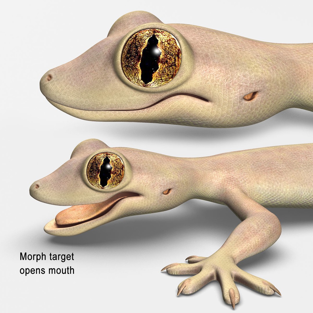 Realistic House Lizard 3D Model – Rigged PBR Asset, FBX - View 11