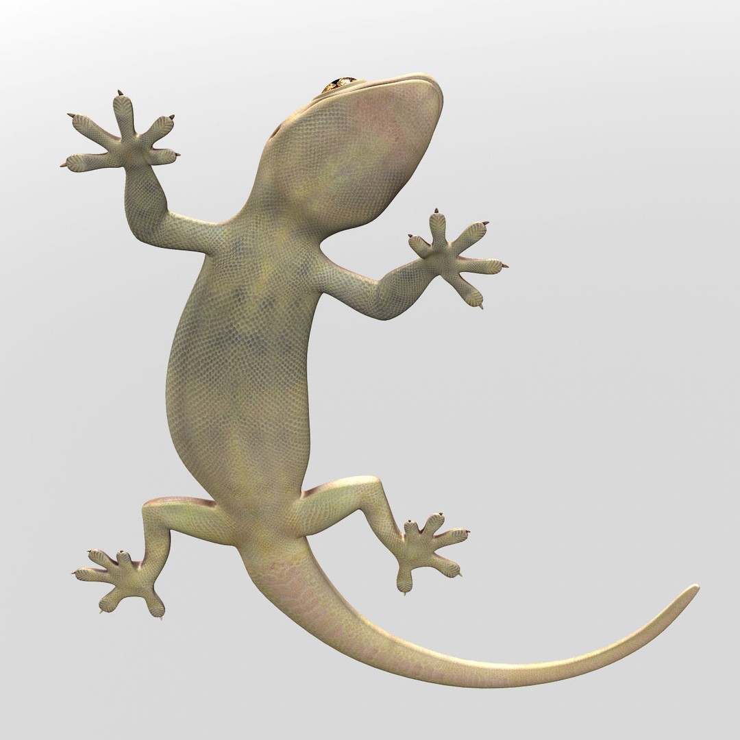 Realistic House Lizard 3D Model – Rigged PBR Asset, FBX - View 12
