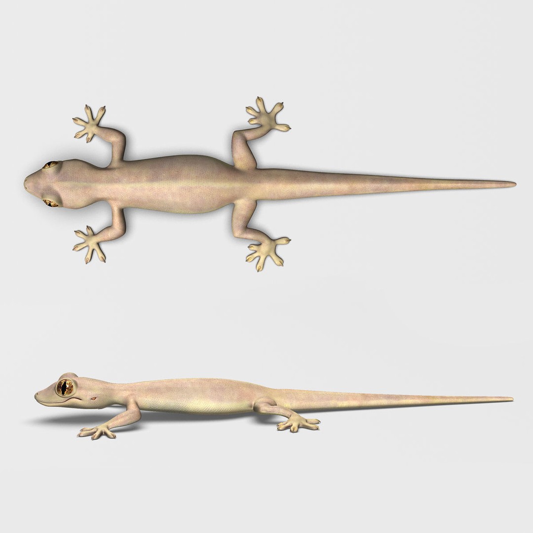 Realistic House Lizard 3D Model – Rigged PBR Asset, FBX - View 14