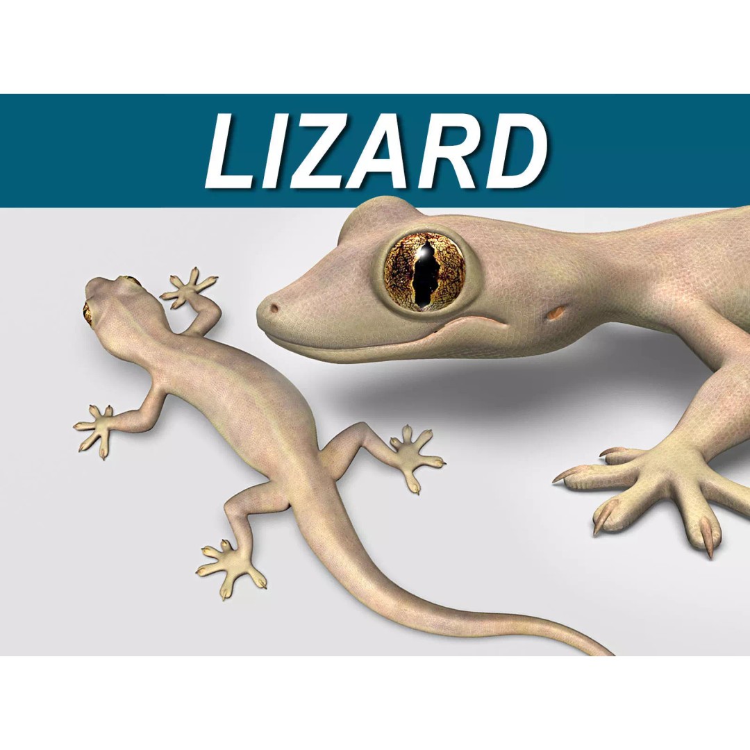 Realistic House Lizard 3D Model – Rigged PBR Asset, FBX - View 2