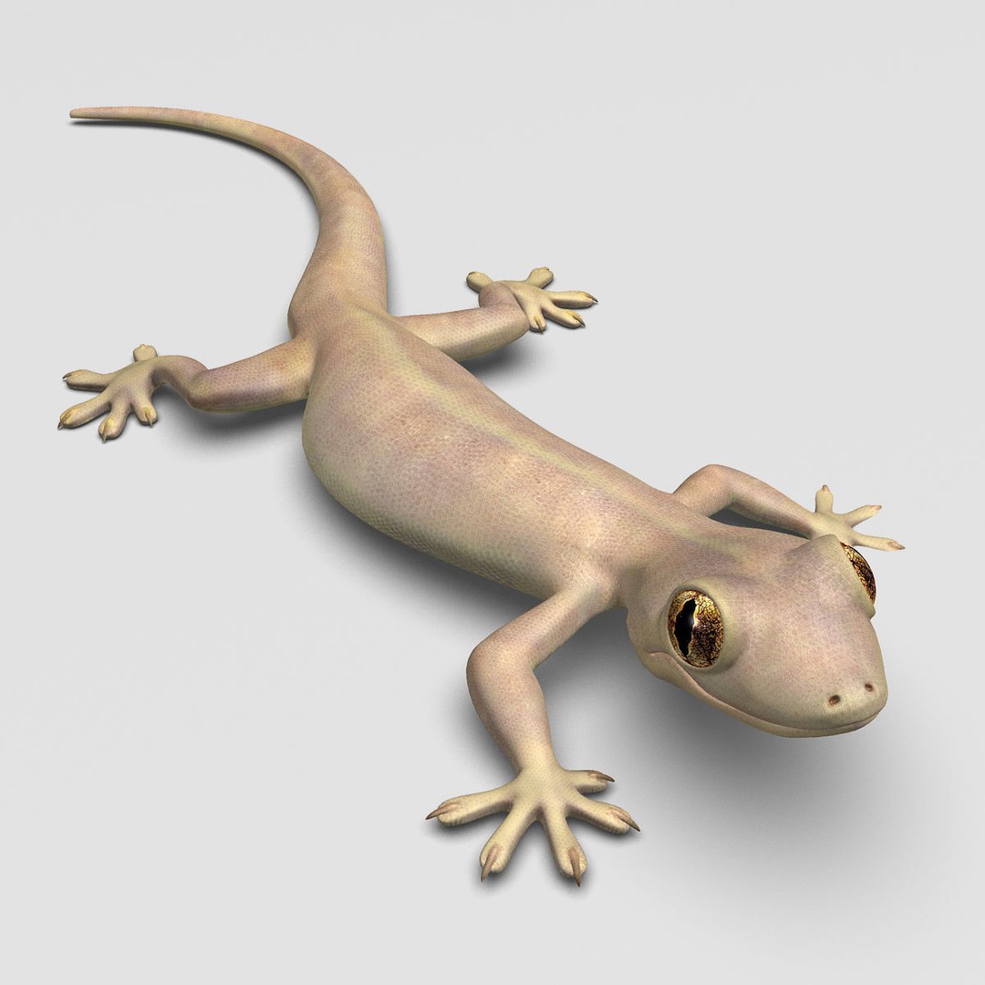 Realistic House Lizard 3D Model – Rigged PBR Asset, FBX - View 3