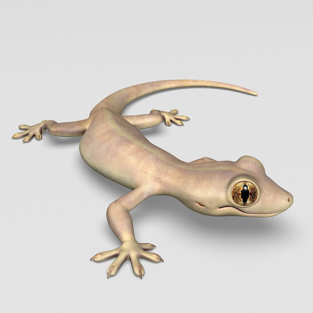 Realistic House Lizard 3D Model – Rigged PBR Asset, FBX - View 4