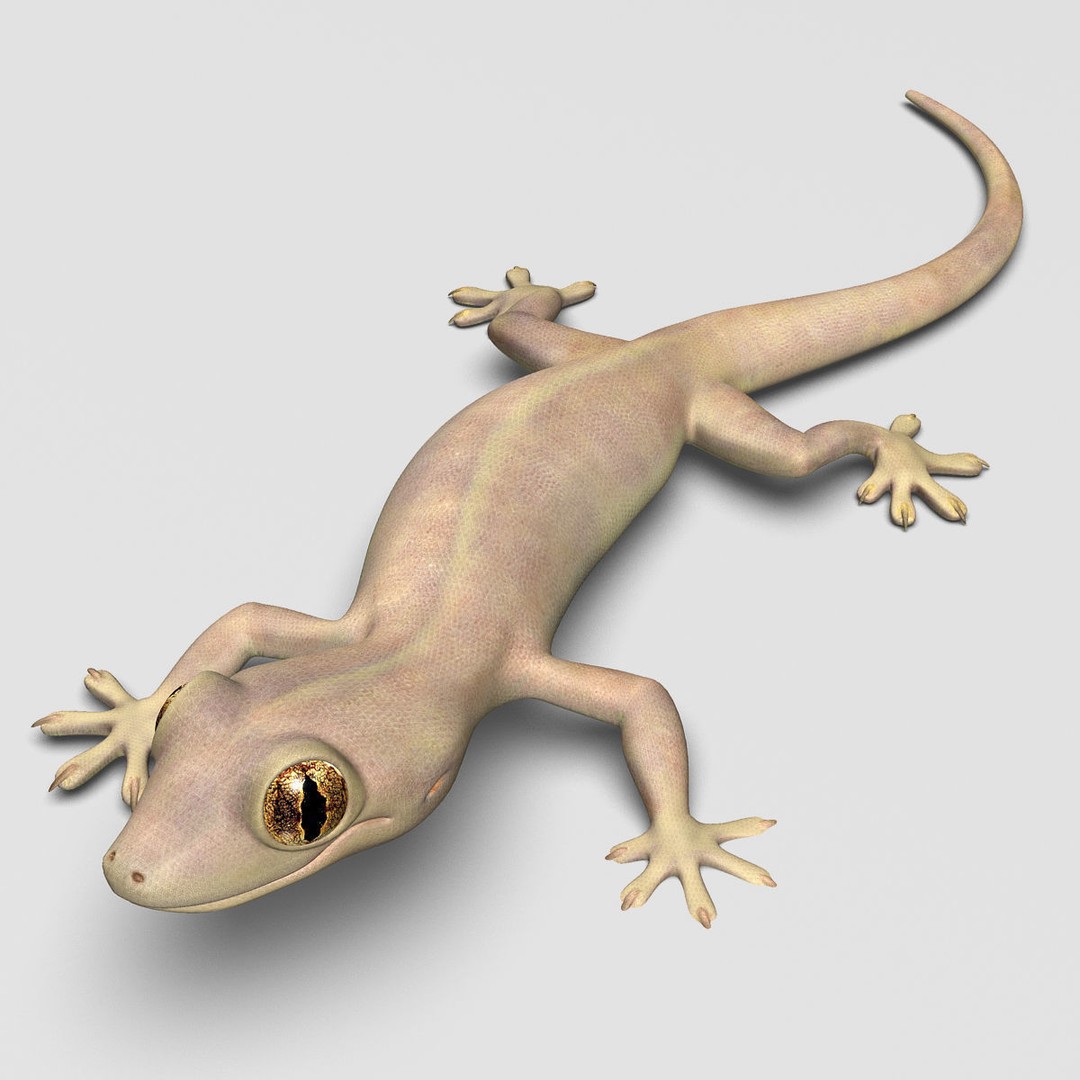 Realistic House Lizard 3D Model – Rigged PBR Asset, FBX - View 5