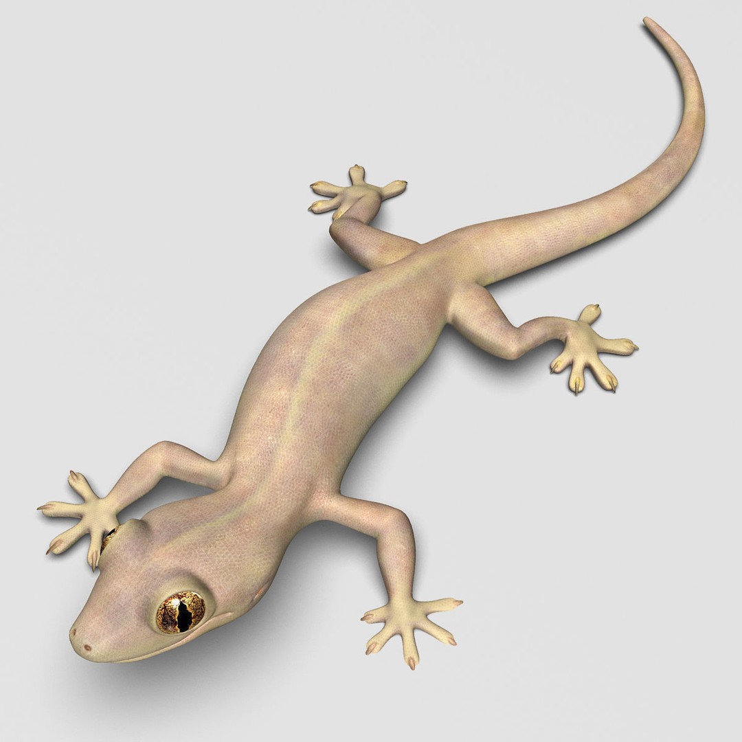 Realistic House Lizard 3D Model – Rigged PBR Asset, FBX - View 6