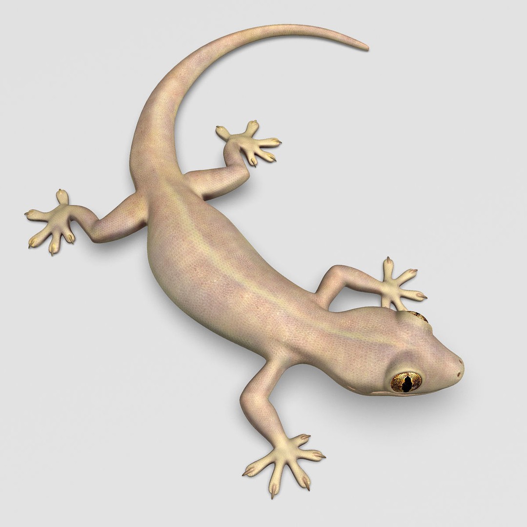 Realistic House Lizard 3D Model – Rigged PBR Asset, FBX - View 7