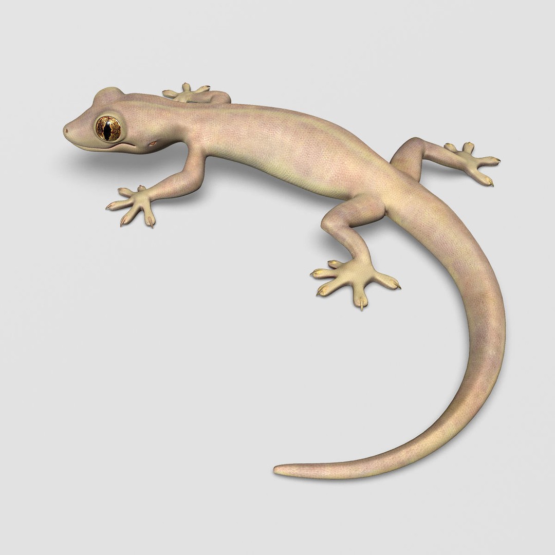 Realistic House Lizard 3D Model – Rigged PBR Asset, FBX - View 8