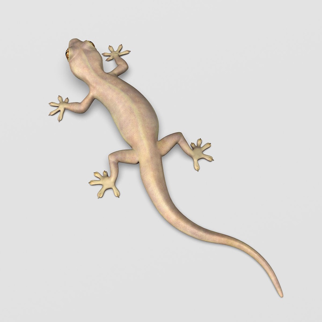 Realistic House Lizard 3D Model – Rigged PBR Asset, FBX - View 9