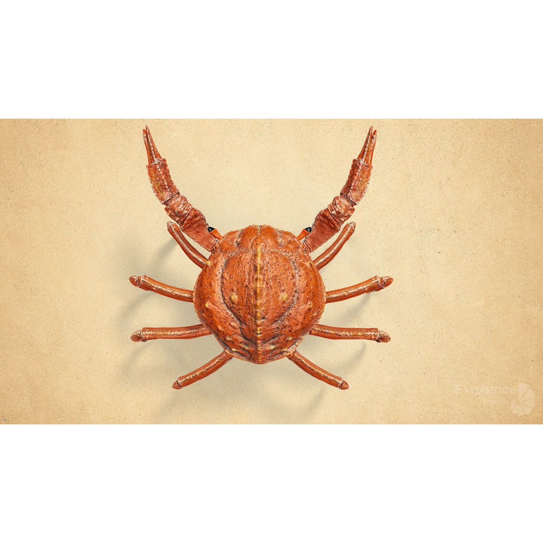 Royal Crab 3D Model – Realistic Rigged Animated Low Poly FBX - View 10