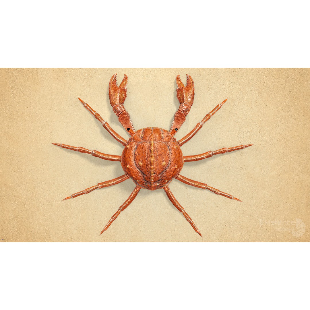 Royal Crab 3D Model – Realistic Rigged Animated Low Poly FBX - View 9