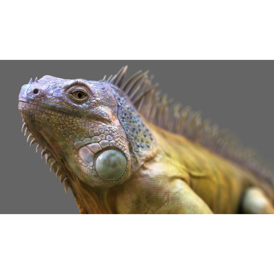 Iguana 3D Model – Realistic Rigged Character with PBR Textures - View 10