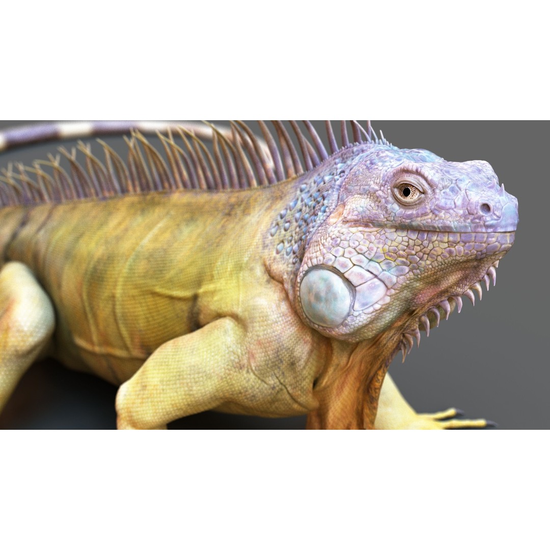 Iguana 3D Model – Realistic Rigged Character with PBR Textures - View 11