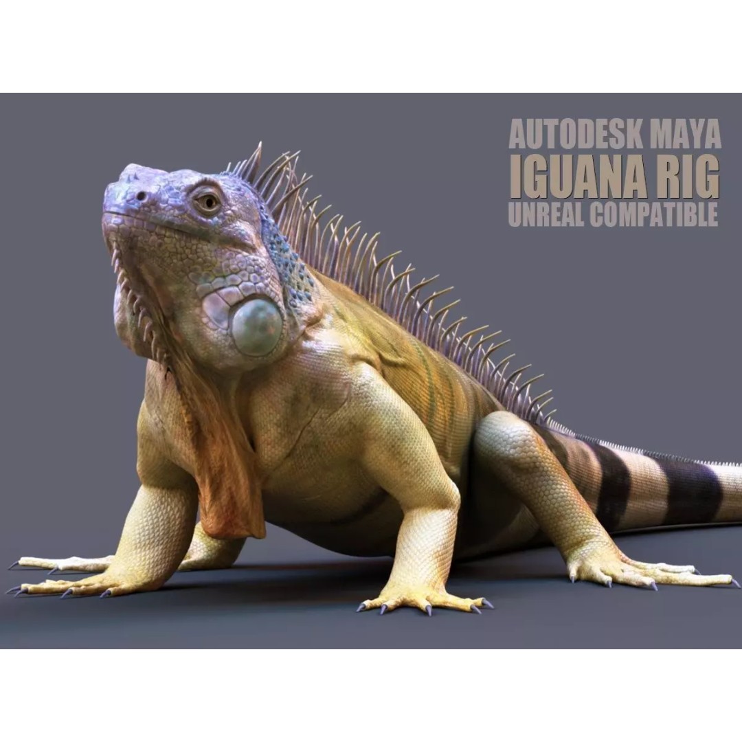 Iguana 3D Model – Realistic Rigged Character with PBR Textures - View 2