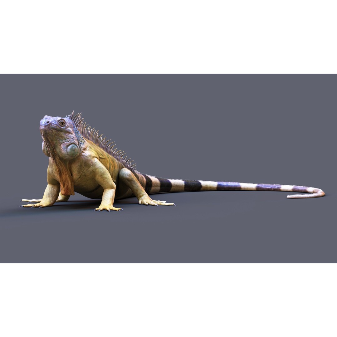 Iguana 3D Model – Realistic Rigged Character with PBR Textures - View 3