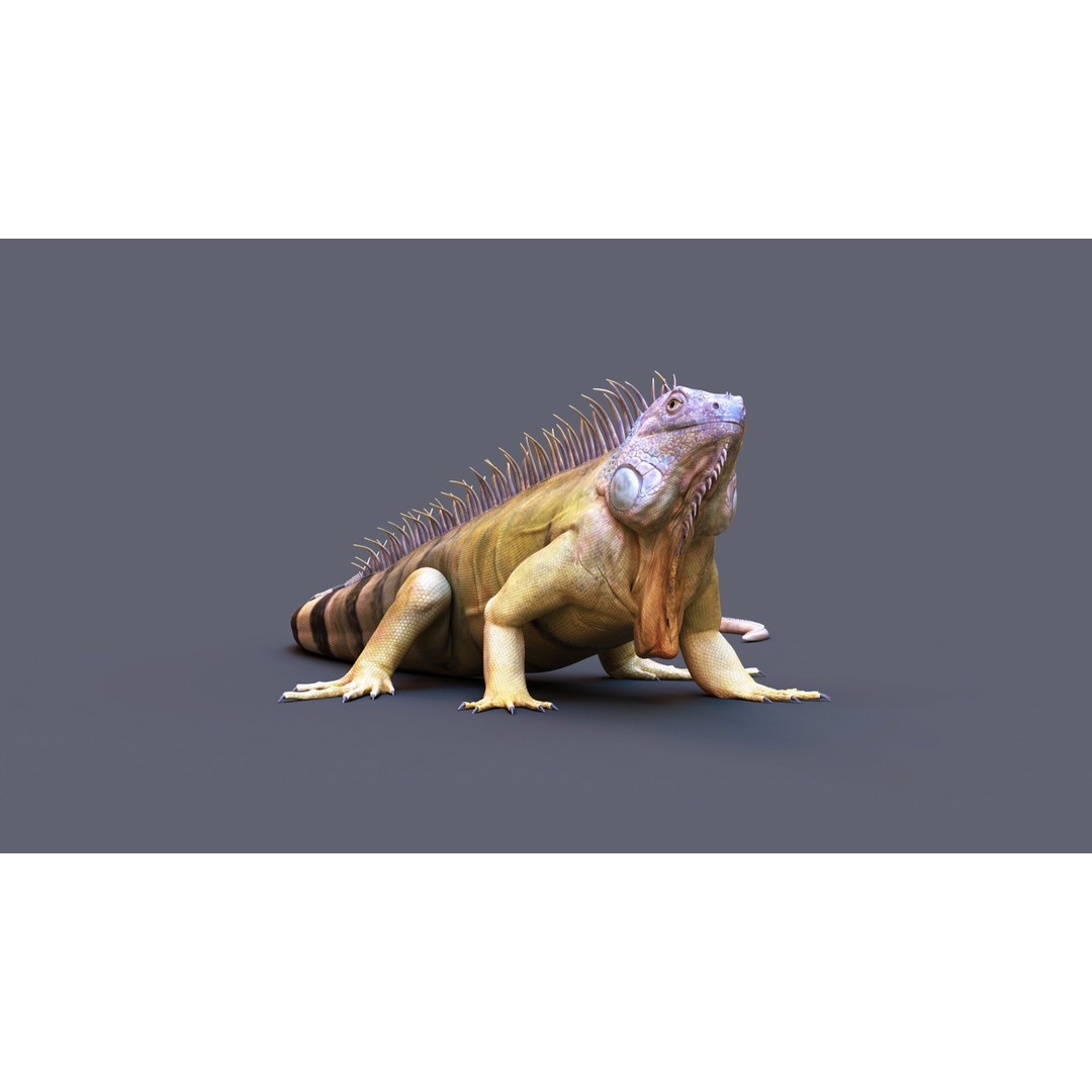 Iguana 3D Model – Realistic Rigged Character with PBR Textures - View 4