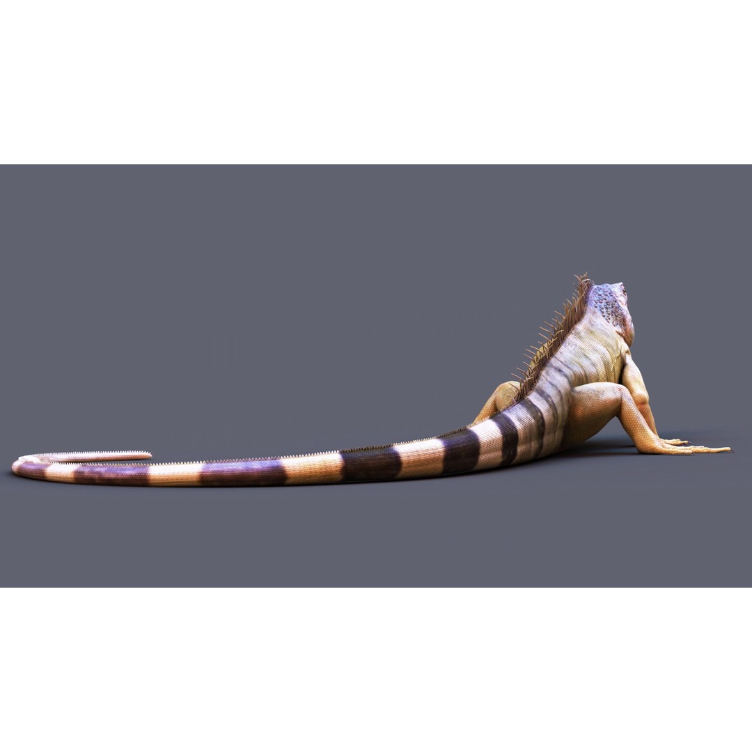 Iguana 3D Model – Realistic Rigged Character with PBR Textures - View 5