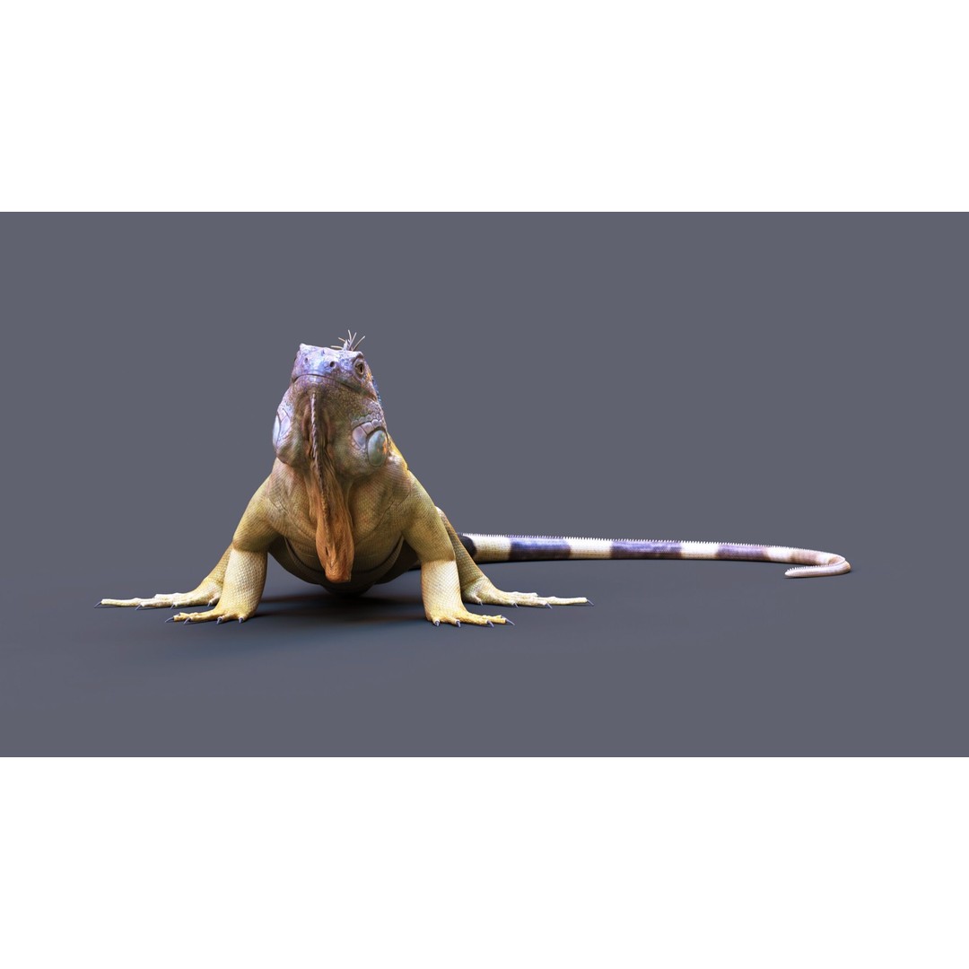 Iguana 3D Model – Realistic Rigged Character with PBR Textures - View 6