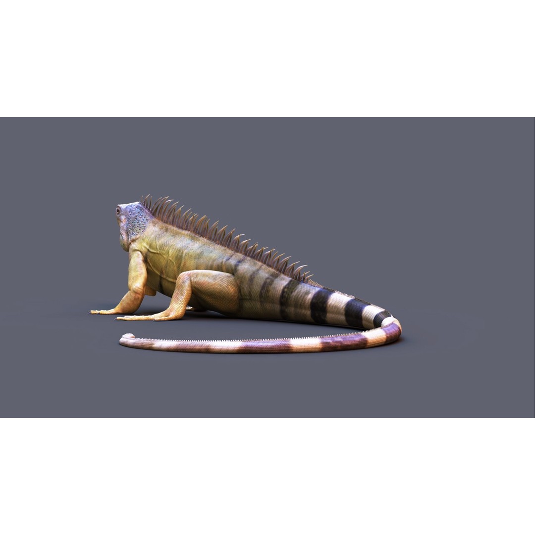 Iguana 3D Model – Realistic Rigged Character with PBR Textures - View 7