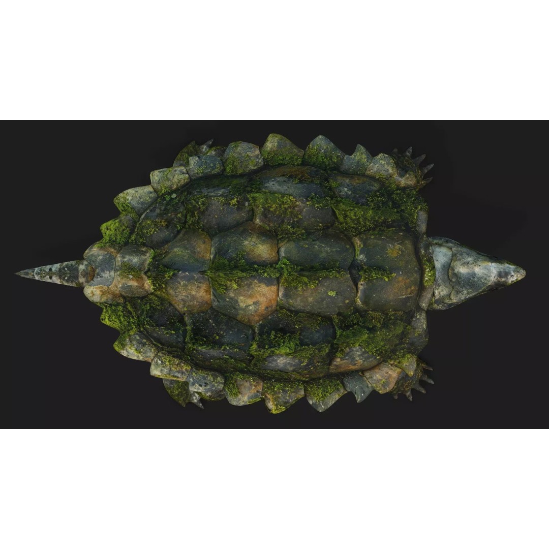 Alligator Turtle 3D Model – Rigged PBR Asset for Animation, FBX - View 10