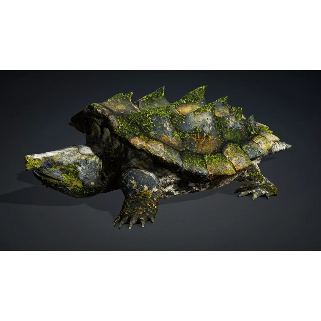 Alligator Turtle 3D Model – Rigged PBR Asset for Animation, FBX - View 3