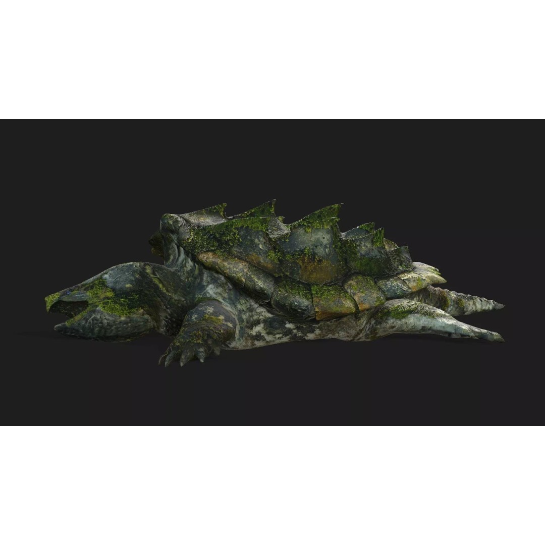 Alligator Turtle 3D Model – Rigged PBR Asset for Animation, FBX - View 5