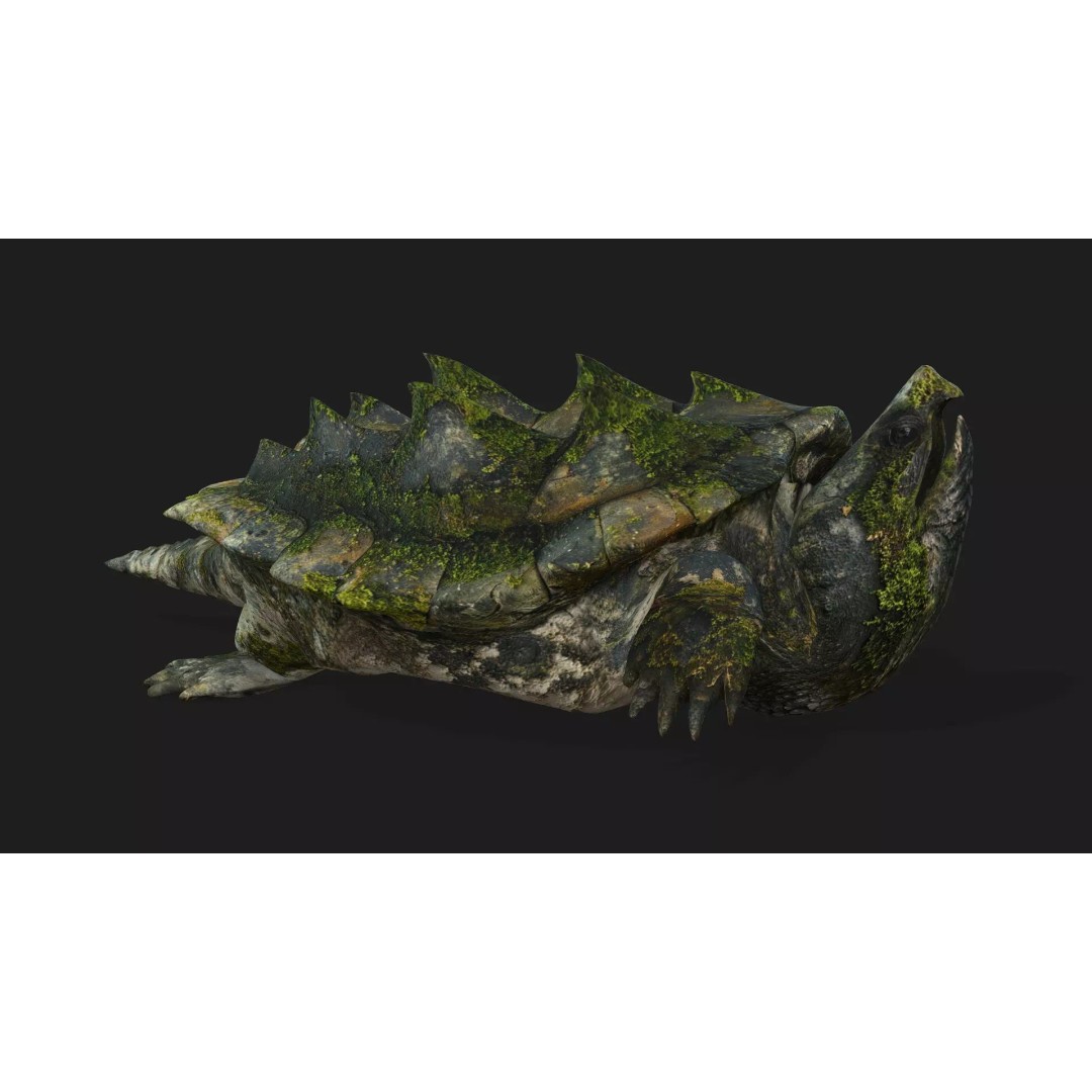 Alligator Turtle 3D Model – Rigged PBR Asset for Animation, FBX - View 6