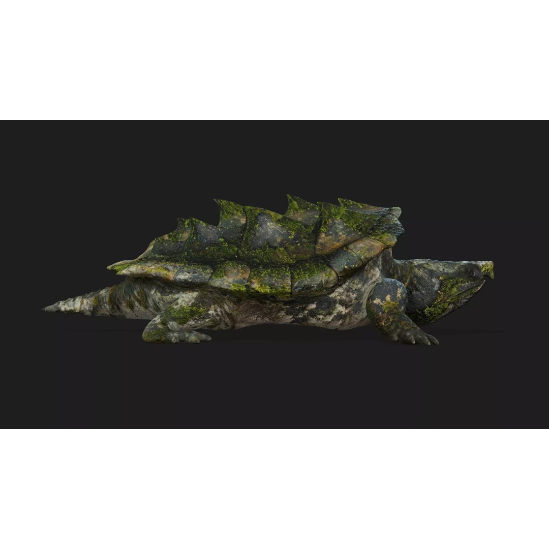 Alligator Turtle 3D Model – Rigged PBR Asset for Animation, FBX - View 7