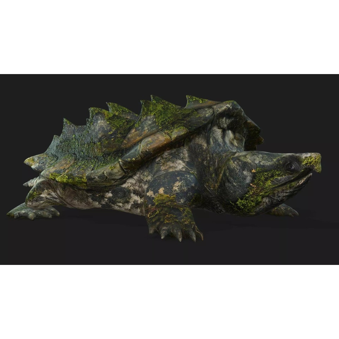 Alligator Turtle 3D Model – Rigged PBR Asset for Animation, FBX - View 8