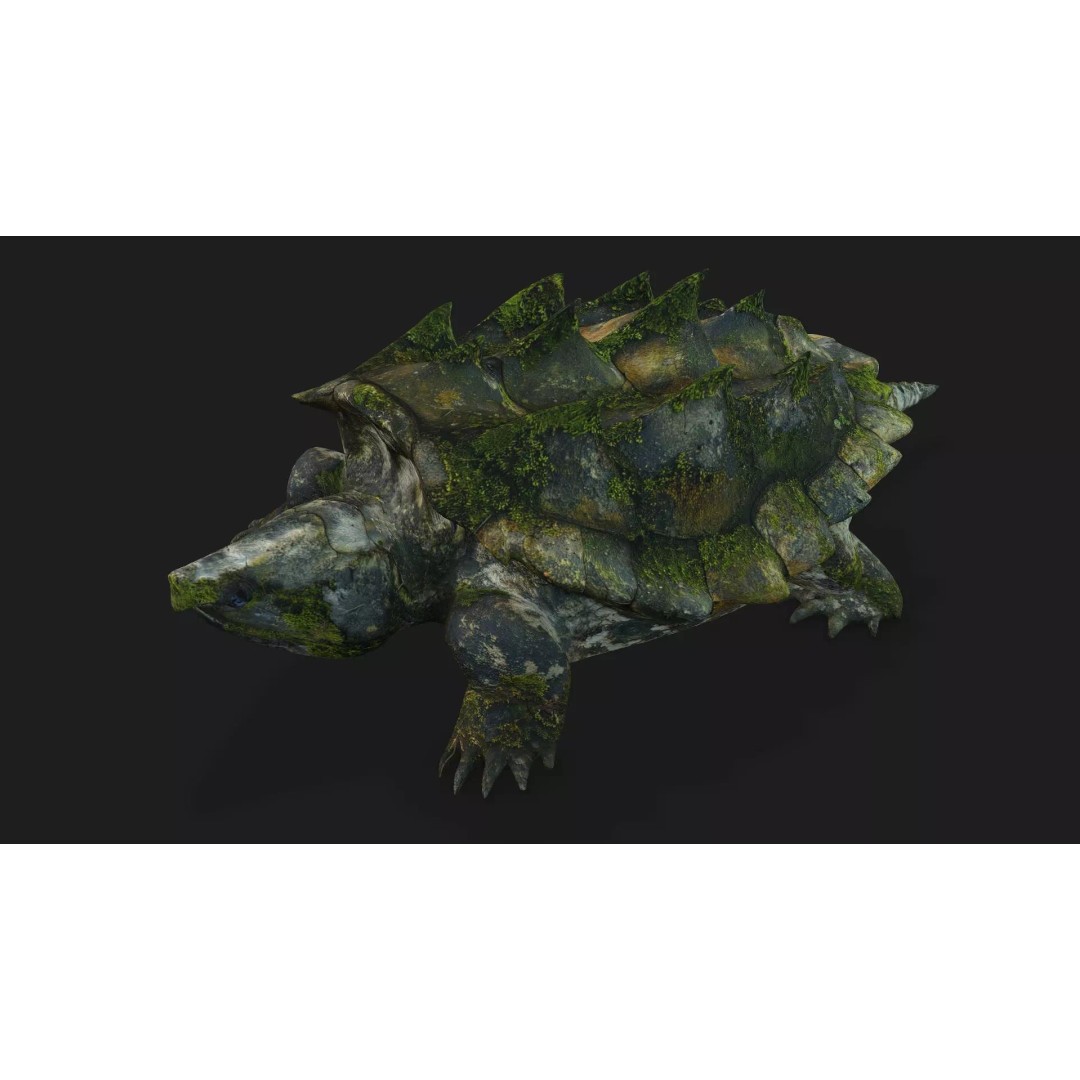 Alligator Turtle 3D Model – Rigged PBR Asset for Animation, FBX - View 9