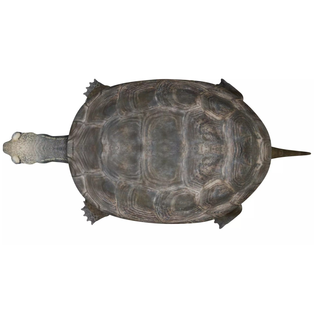 Pond Turtle 3D Model – Realistic PBR Textured Asset, FBX & OBJ - View 10