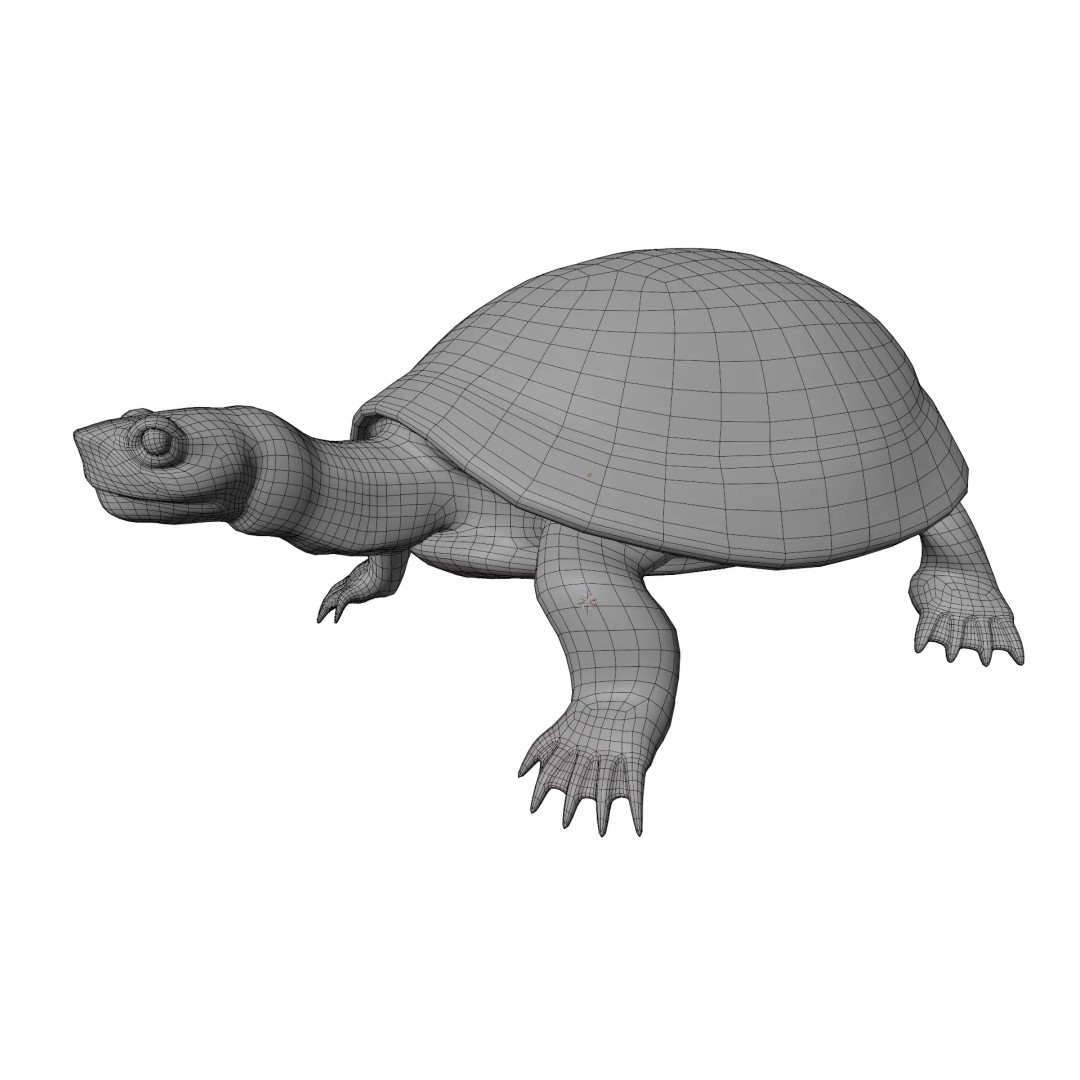 Pond Turtle 3D Model – Realistic PBR Textured Asset, FBX & OBJ - View 11