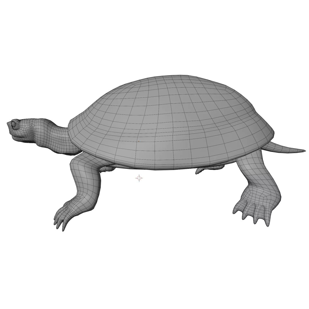 Pond Turtle 3D Model – Realistic PBR Textured Asset, FBX & OBJ - View 12