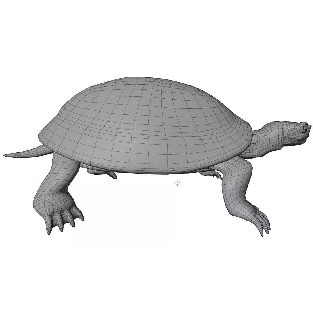 Pond Turtle 3D Model – Realistic PBR Textured Asset, FBX & OBJ - View 16