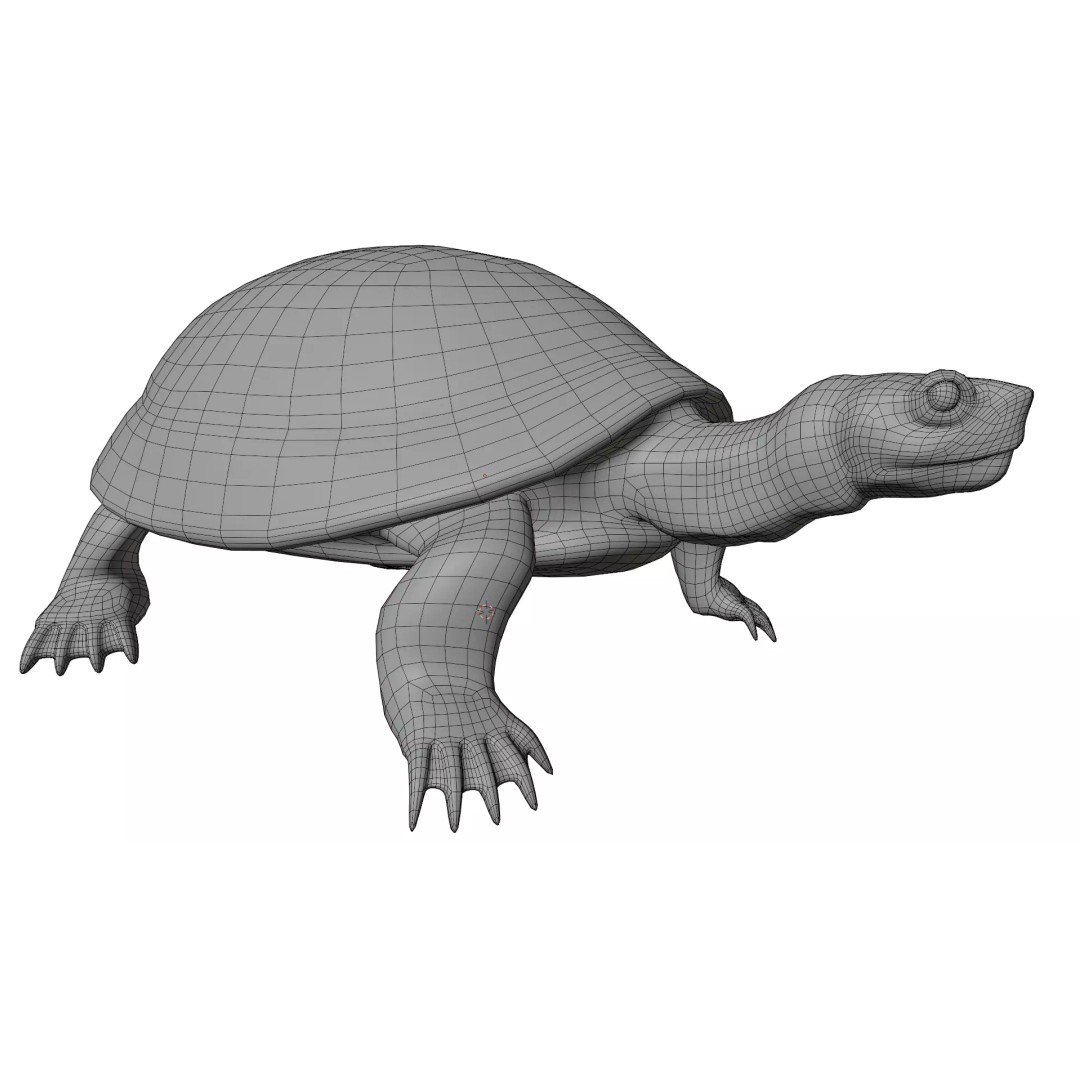 Pond Turtle 3D Model – Realistic PBR Textured Asset, FBX & OBJ - View 17