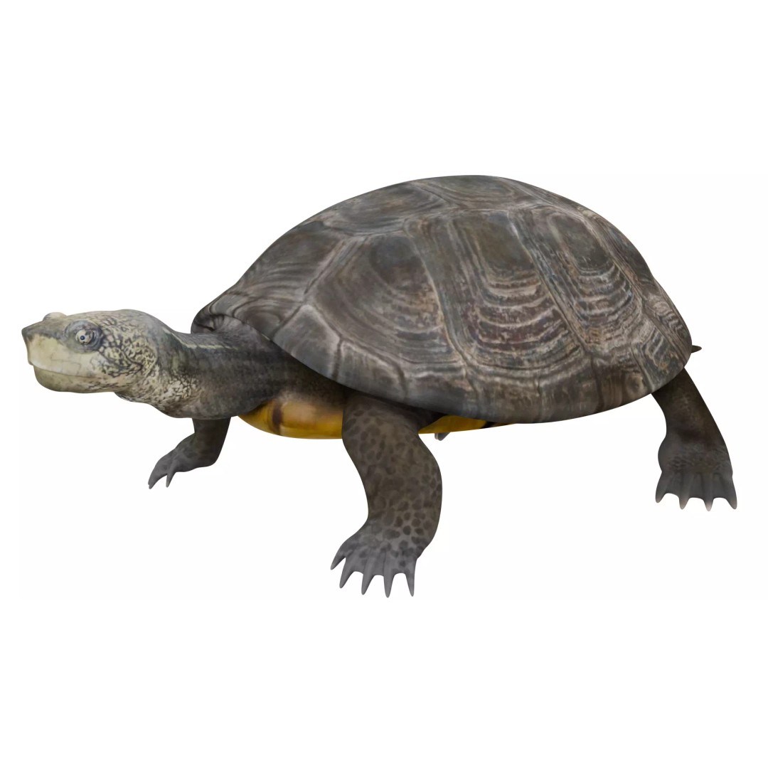 Pond Turtle 3D Model – Realistic PBR Textured Asset, FBX & OBJ - View 2